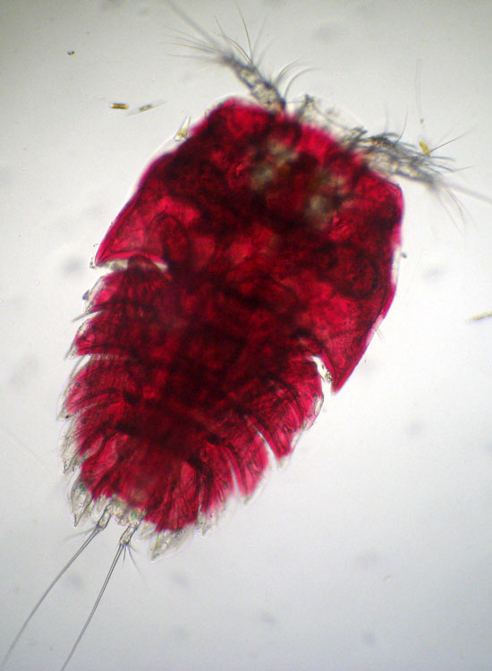 Peltidium purpureum, copepode marino
